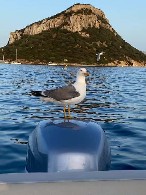 Olbia: Boat tour to watch Dolphins and snorkeling - The Aperitivo Moment: Prosecco, Beer, and Farm-Made Bites