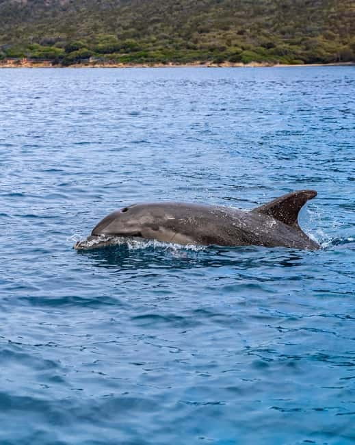 Olbia: Boat tour to watch Dolphins and snorkeling - What a 3.5-Hour Day Actually Feels Like (and What to Bring)