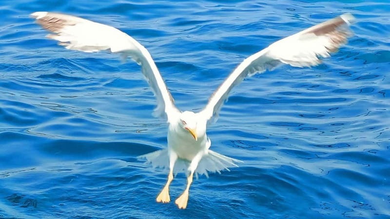 Olbia: Boat tour to watch Dolphins and snorkeling - Dolphins Around Capo Figari: How You Maximize Your Odds