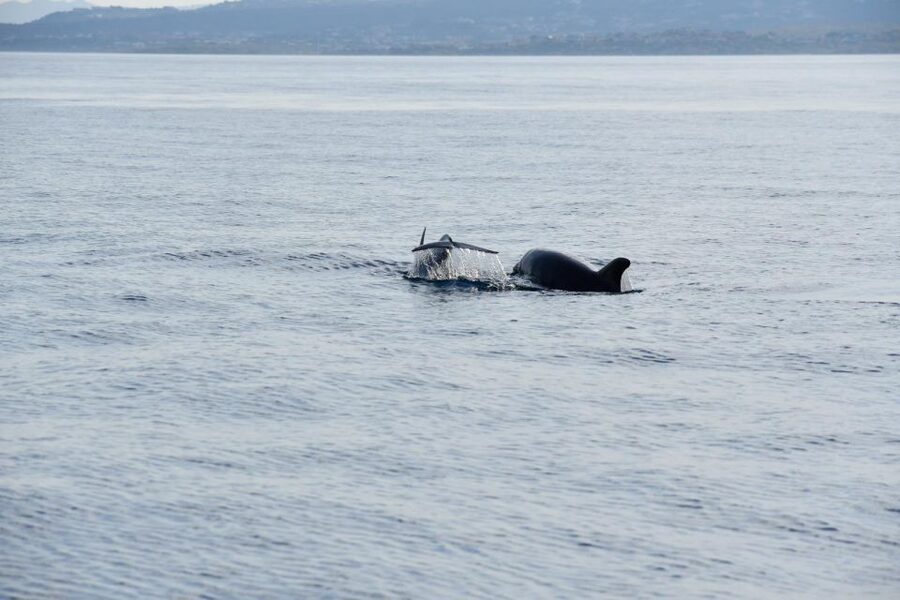 Olbia: Dolphin Watching and Snorkeling Boat Tour - Meeting at Molo Bosazza: Get Oriented Fast, Then Relax