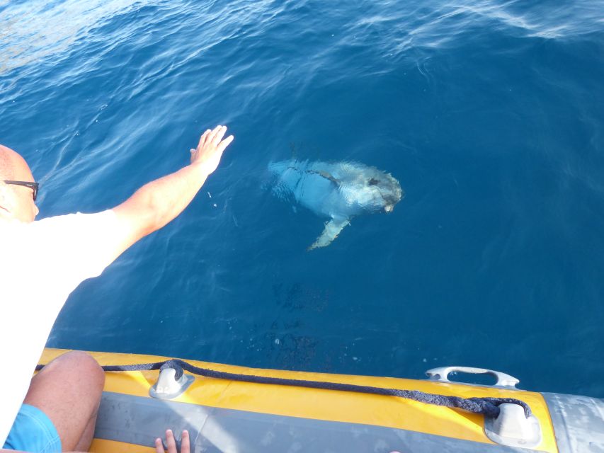 Olbia: Dolphin Watching and Snorkeling Boat Tour - Cala Moresca Snorkeling: Gear Included and Water That Helps You See