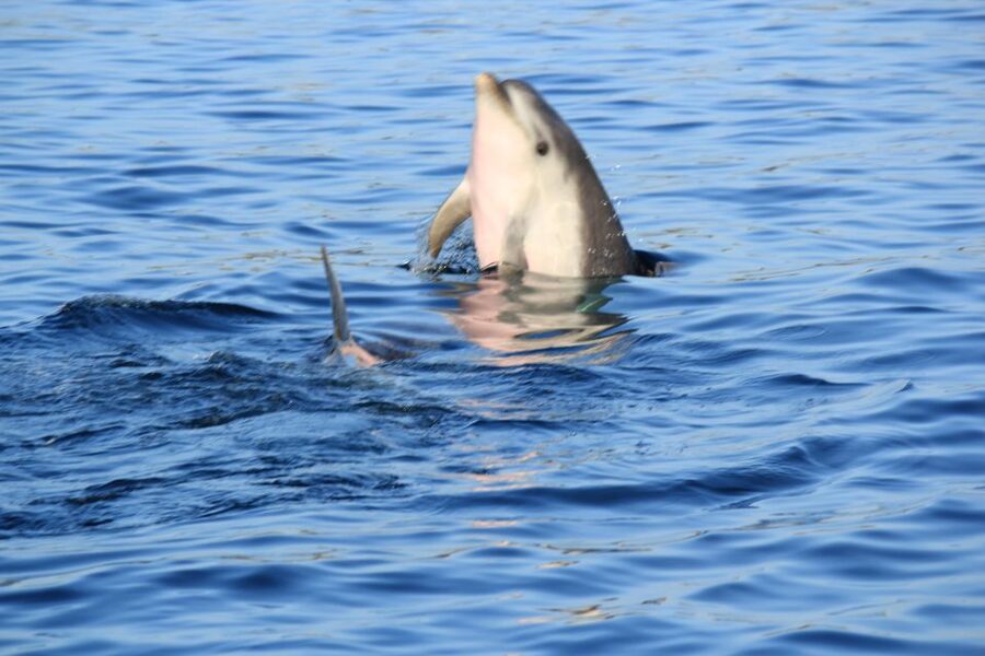 Olbia: Dolphin Watching and Snorkeling Boat Tour - Price and Value at $77 for a 3-Hour Boat Day