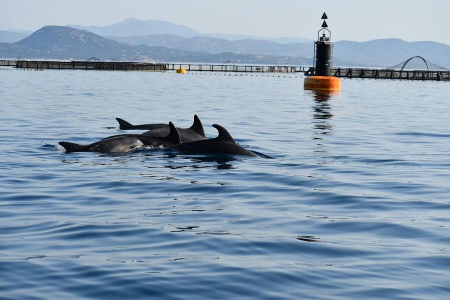 Olbia: Dolphin Watching and Snorkeling Boat Tour - Figarolo Dolphin Watching: How the Fish Farm Improves Your Odds
