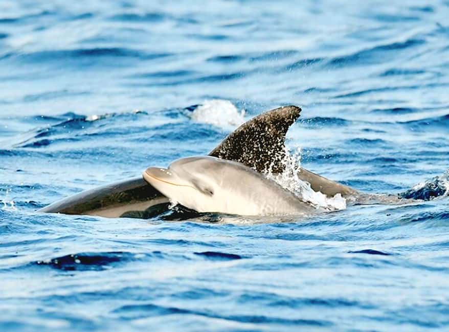 Olbia: Dolphin Watching & Snorkeling Boat Tour near Figarolo - Key Things That Make This Tour Worth Your Time
