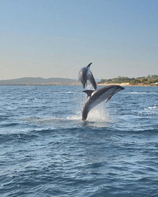 Olbia: Dolphin Watching & Snorkeling Boat Tour near Figarolo - Setting Sail From Olbia, and Getting to Berth 44 Fast