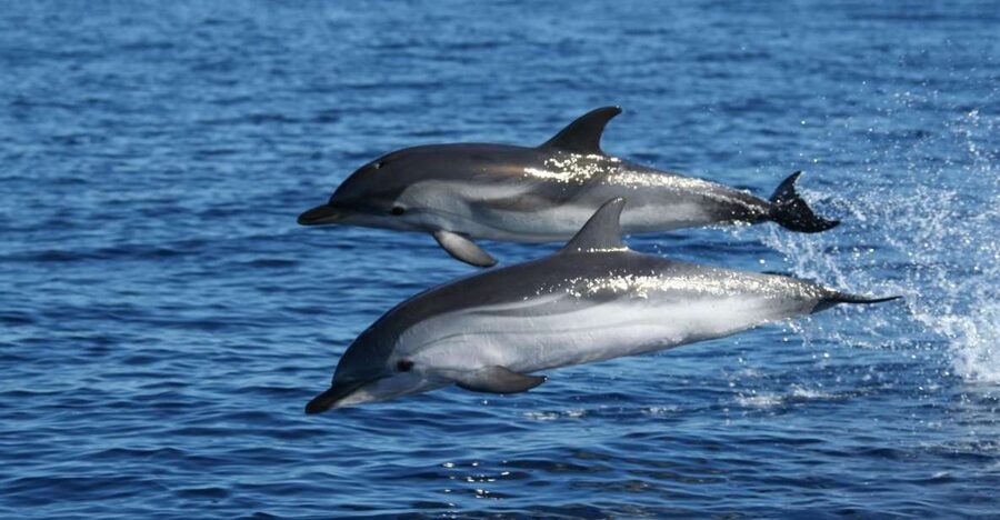 Olbia: Dolphin Watching & Snorkeling Boat Tour near Figarolo - Figarolo Island Swim Stop: Snorkeling First, Then the Scenery