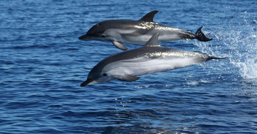 Olbia: Dolphin Watching & Snorkeling Boat Tour near Figarolo - Limestone Caves and Bird Cliffs: The Pretty Part Between the Excitement