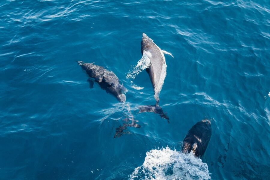 Olbia: Dolphin Watching & Snorkeling Boat Tour near Figarolo - Isola della Bocca and the Coastal Finale