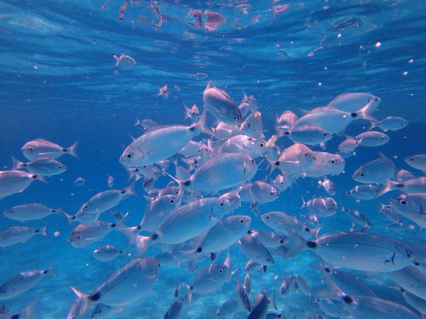 Olbia: Dolphin Watching & Snorkeling Boat Tour near Figarolo - Price and Value: Is $77 Fair for 3.5 Hours in Sardinia?