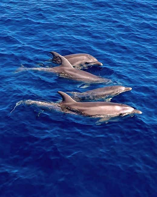 Olbia: Dolphin Watching & Snorkeling Boat Tour near Figarolo - The 8.5-Meter Inflatable Boat: Comfortable, Quick, and Not for Everyone