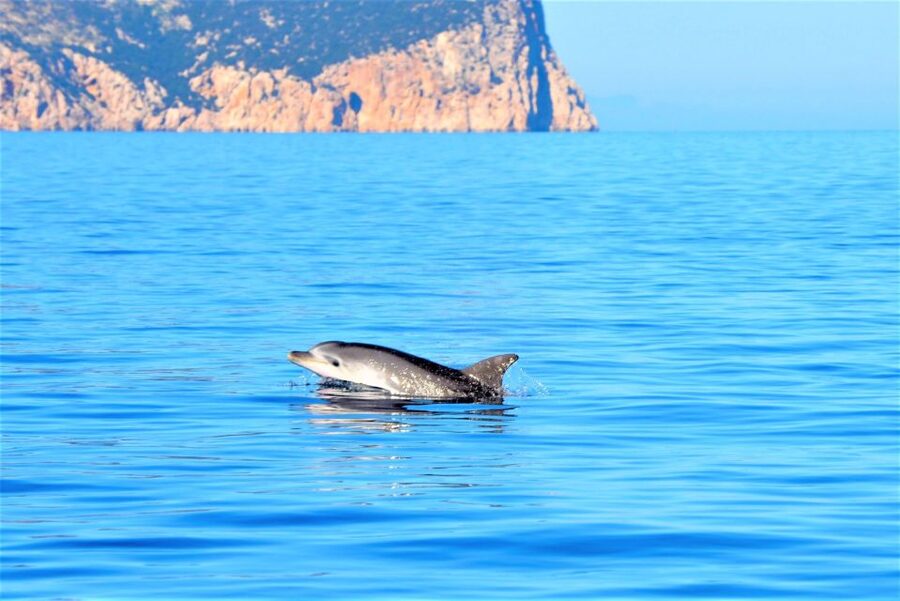 Olbia: Dolphin Watching Tour with Figarolo Island Snorkeling - Key points to know before you go