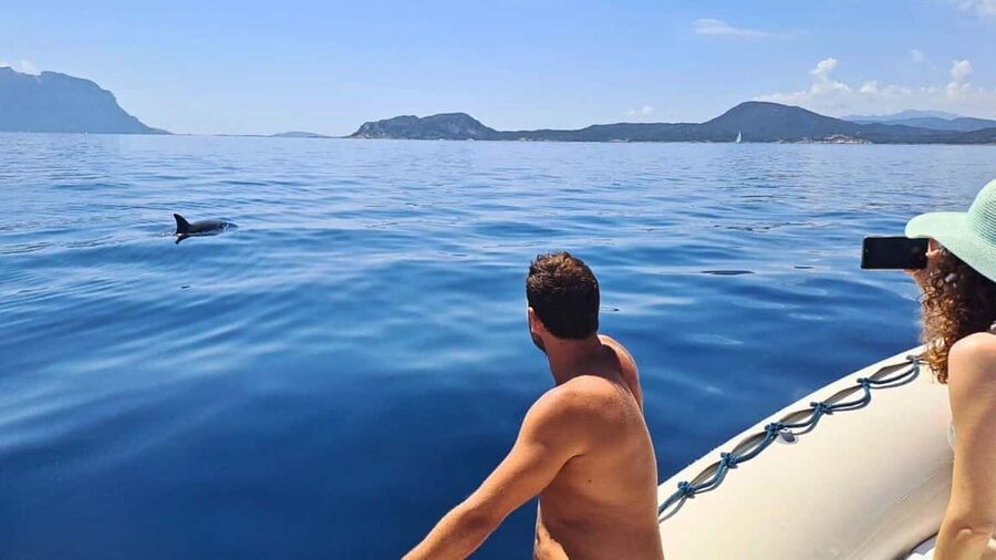 Olbia: Dolphin Watching Tour with Figarolo Island Snorkeling - Capo Figari snorkel stop: short swim time, good gear, real payoff