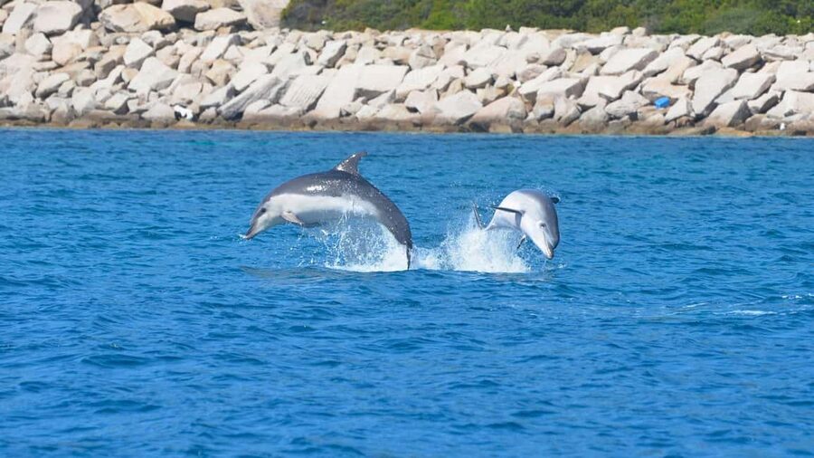 Olbia: Dolphin Watching Tour with Figarolo Island Snorkeling - Cala Moresca or Figarolo Island area, plus that mouflon detail