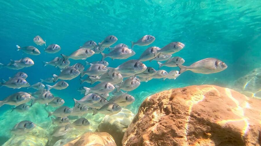 Olbia: Dolphin Watching Tour with Figarolo Island Snorkeling - Timing, small group comfort, and what 3.5 hours feels like