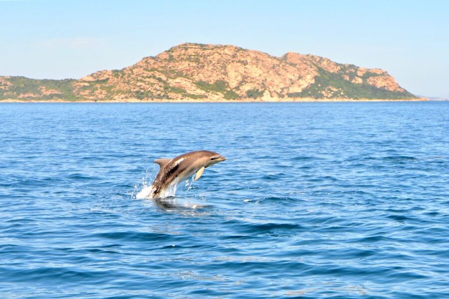Olbia: Dolphin Watching Tour with Figarolo Island Snorkeling - Price in context: what $74.20 really covers