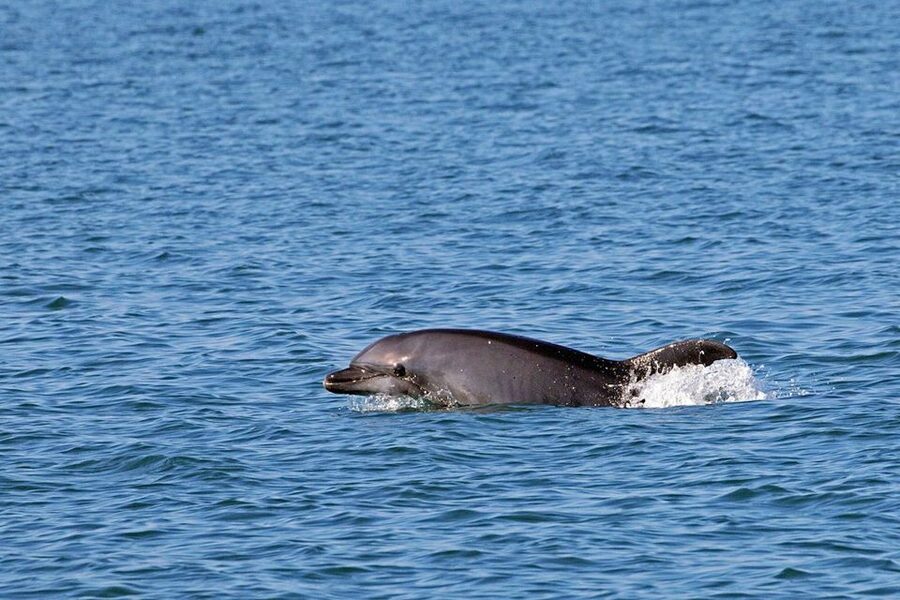 Olbia: Dolphin Watching Tour with Figarolo Island Snorkeling - Who should book this dolphin and snorkel tour