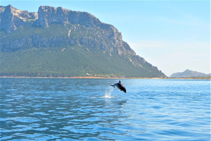 Olbia: Dolphin Watching Tour with Figarolo Island Snorkeling - Dolphin watching with a marine biologist, low-speed and no interference