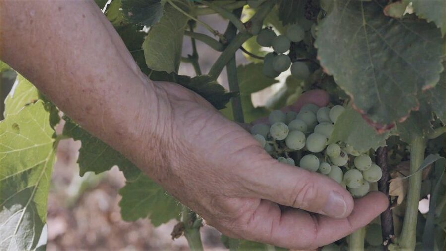 Olbia: Gallura Winery Guided Tour with Tasting - Price and value: why $61 can make sense here