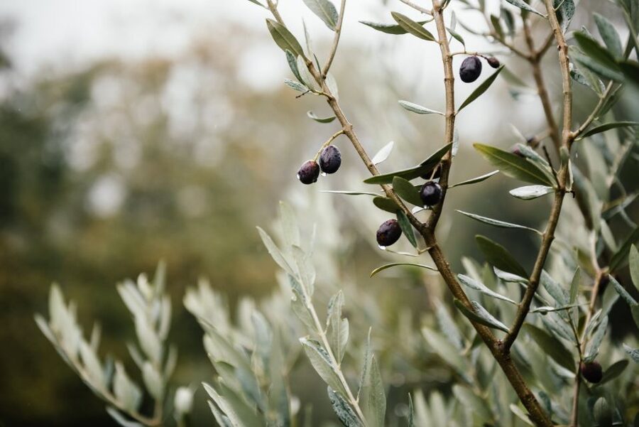 Ostuni: Olive Oil Tasting Tour - Walking through millenary olive trees, from “wow” to “why”