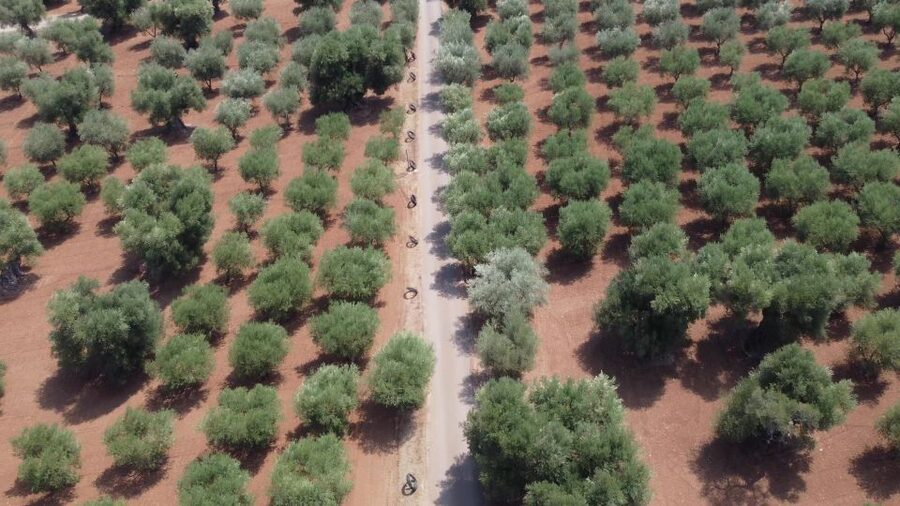 Ostuni: Olive Oil Tasting Tour - Masseria Valente: your first clue is the setting itself