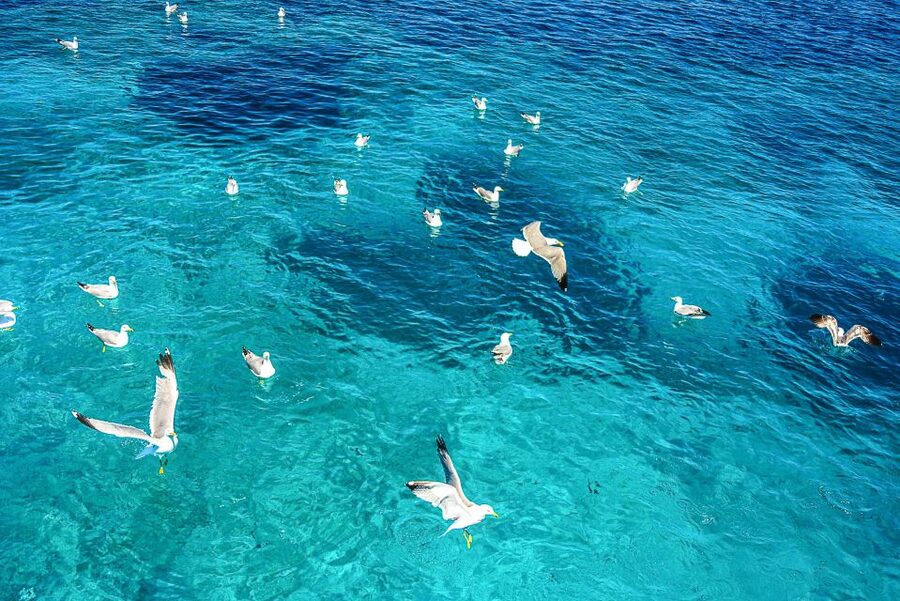 Palau: La Maddalena Archipelago and Caprera Island Boat Tour - Key things to know before you go