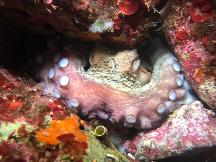 Palermo: Full-Day Snorkeling Boat Tour with Lunch and Wine - Addaura: one hour of snorkeling with guided attention