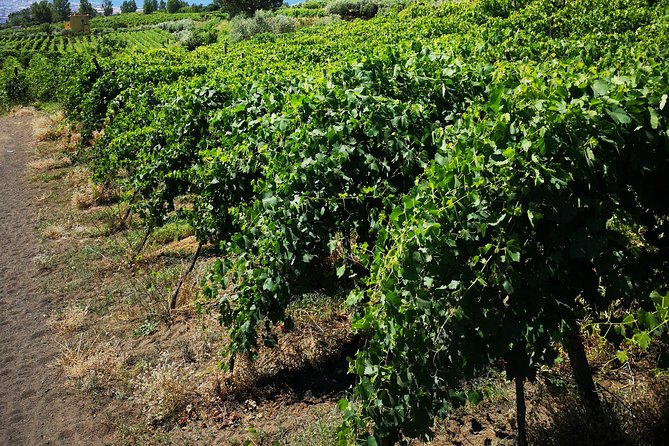 Pompeii Tour & Lunch with Wine Tasting Experience - The menu and wine tasting: what you actually eat and taste