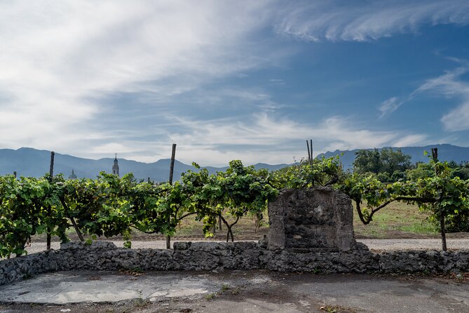 Pompeii Vineyard Escape: Private Wine Tasting & Lunch - Winemaking rooms and what to pay attention to while tasting