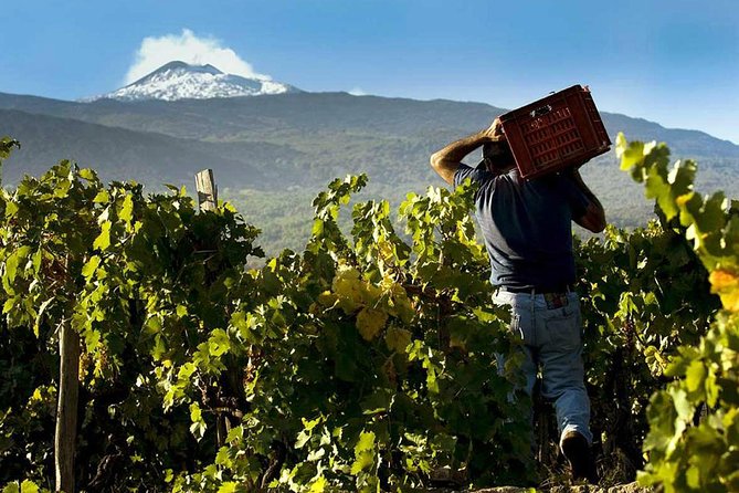 Private 6-Hour Tour of Three Etna Wineries with food&wine tasting - Etna wineries are not just tastings, they are a whole day