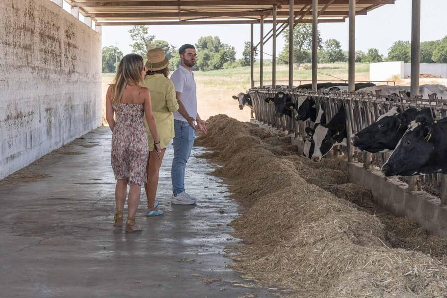Puglia: Masseria Seppunisi Tour, Cheese, Burrata Tasting - Key Points You Will Care About