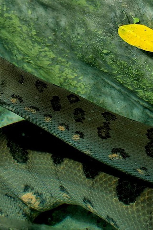 Rome: Bioparco di Roma Zoological Garden Entry Ticket - Getting in fast: using the separate ticket line without stress