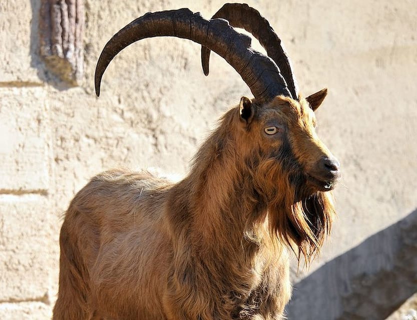Rome: Bioparco di Roma Zoological Garden Entry Ticket - Planning your route in a 42-acre zoo without doubling back