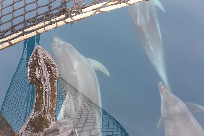 Sailing day trip on Tall Ship Andrea Jensen with Lunch and Wine - What to bring and how to plan your day on the deck