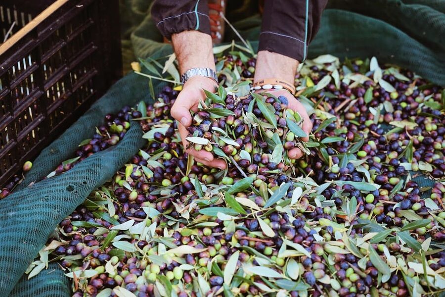 San Felice: Olive Oil Tasting with local food on Garda Hills - Should you book San Felice Olive Oil Tasting with local food on Garda Hills?