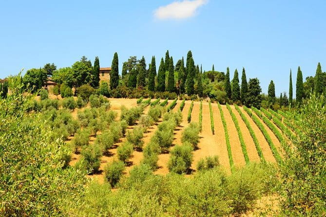 San Gimignano, Siena, Monteriggioni: Fully Escorted Tour, Lunch & Wine Tasting - San Gimignano’s towers and slow wandering time (2 hours)