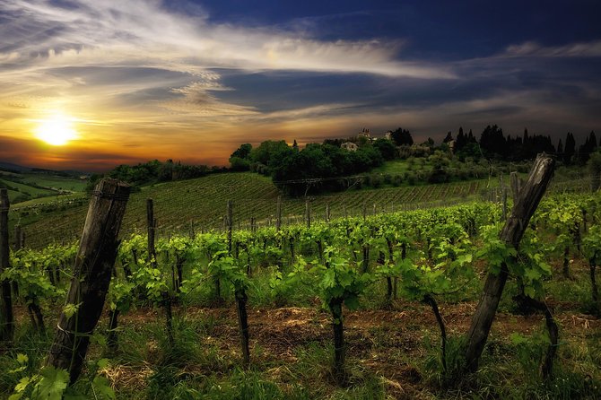 Siena: A Wine Tour and Tasting Experience - Stop 1 at La Lastra Vineyards: Organic Grapes, Genetics, and Harvest