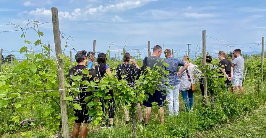 Sirmione: Vineyard Tour with Lugana Wines and Local Tastings - Why Lugana Near Sirmione Feels Different Than Big Tastings