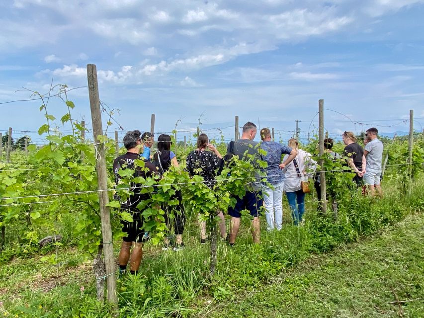 Sirmione: Vineyard Tour with Lugana Wines and Local Tastings - What You See on the Vineyard and Cellar Walk (And What You Learn)