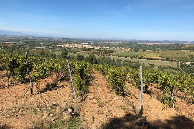 Small-Group Food and Wine Tour from Cagliari - The Wine Maker Moment: Vineyards, Cellar, and a Hosted Tasting
