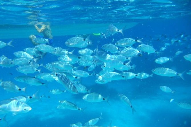 Snorkeling marine protected area Tavolara - Key highlights you should care about