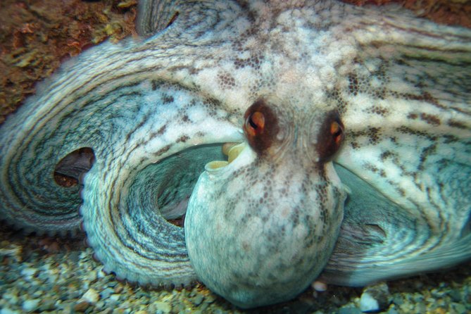 Snorkeling Tour Coast to Coast Taormina and Isola Bella - Marine Life You Can Actually Expect to See