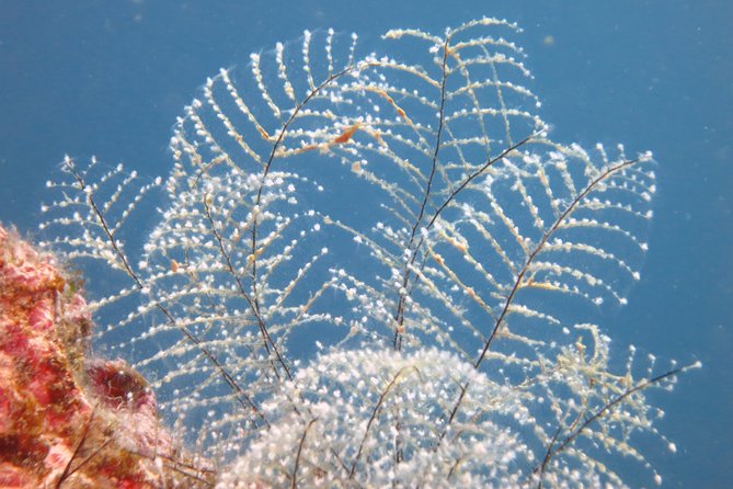Snorkeling Tour Coast to Coast Taormina and Isola Bella - Boat Comfort and Group Size: Small, But Watch the Conditions
