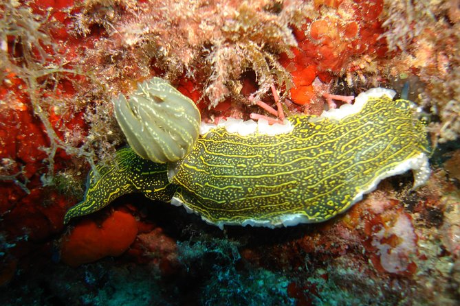 Snorkeling Tour Coast to Coast Taormina and Isola Bella - The Cruise Along Giardini Naxos and Taormina With Etna Views