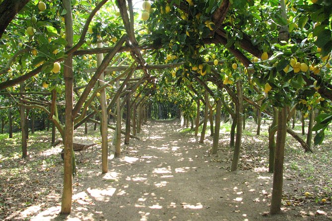 Sorrento Farm and Food Experience including Olive Oil, Limoncello, Wine tasting - Key highlights