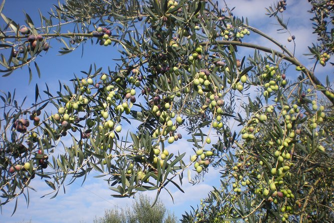 Sorrento Farm and Food Experience including Olive Oil, Limoncello, Wine tasting - Touring La Masseria Farm in the lemon and olive country