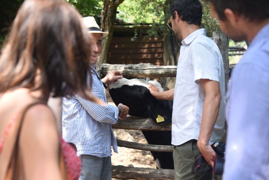 Sorrento: Farm Tour with Cheese Tasting & Pizza Making Class - Weather, Shoes, and How the Day Adjusts if the Hills Turn Slippery