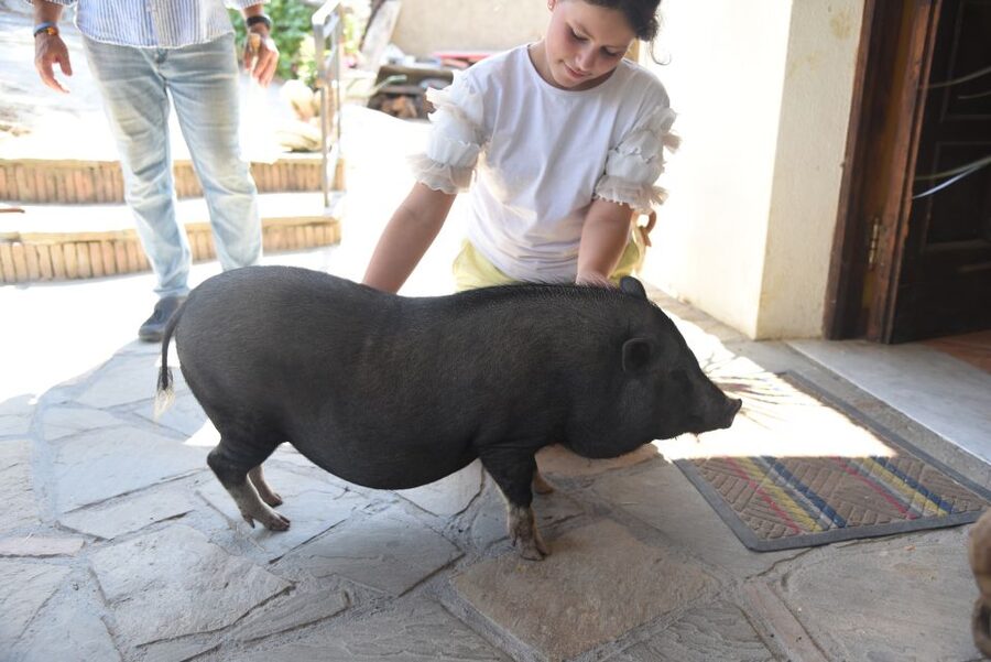 Sorrento: Farm Tour with Cheese Tasting & Pizza Making Class - Primaluce Farm, with Gulf Views and Real Food as the Plan