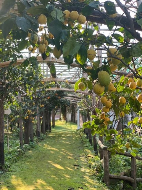 Sorrento: Lemon Garden Tour with Marmalade Tasting - Key things to know before you go