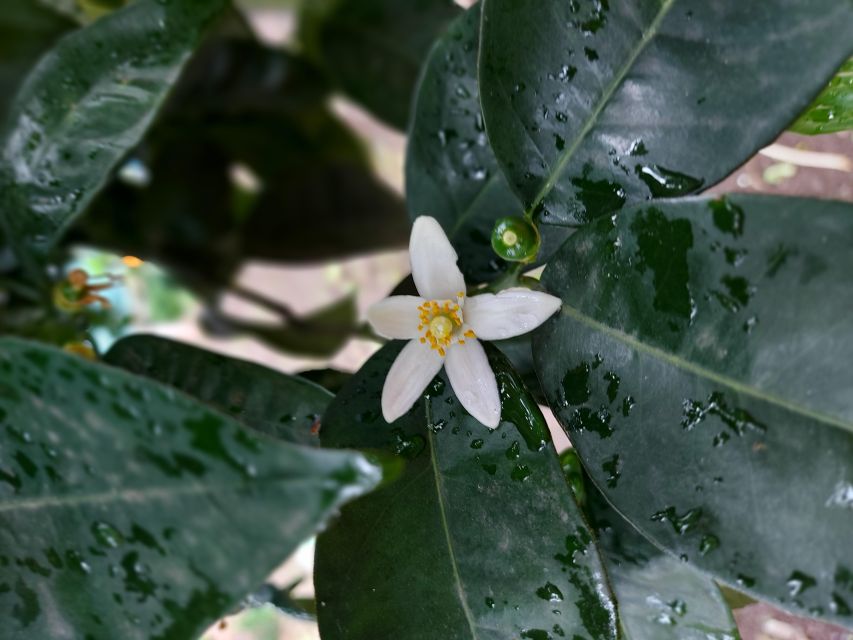 Sorrento: Lemon Garden Tour with Marmalade Tasting - La Limonaia in Sorrento: Lemon Grove Setting You Can Reach Fast
