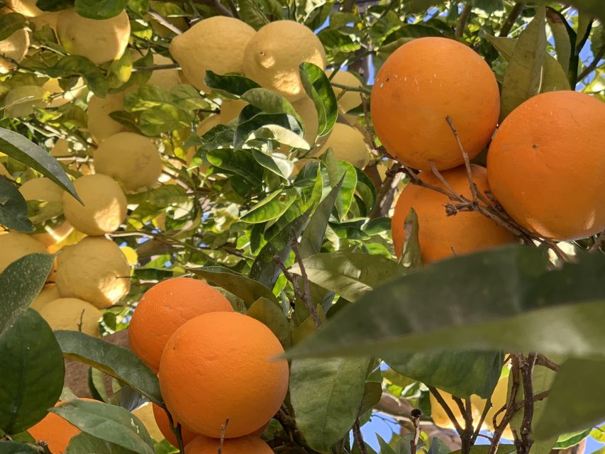 Sorrento: Lemon Garden Tour with Marmalade Tasting - Price and Value: Why $47 Often Feels Like a Bargain
